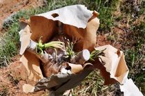 سرشاخه کاری 4500 اصله گردو با اعتبار 4.5 میلیاردی در بهشهر