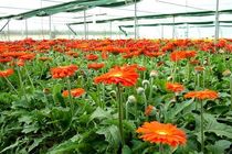 تولید سالیانه 8 و نیم میلیون گل شاخه بریده در استان کرمانشاه