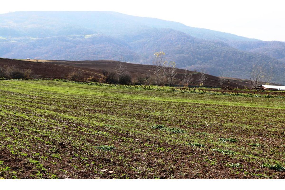 دیمزار بهشهر