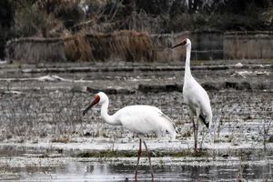مهاجرت درناهای امید و رویا از تالاب فریدونکنار به سیبری آغاز شد