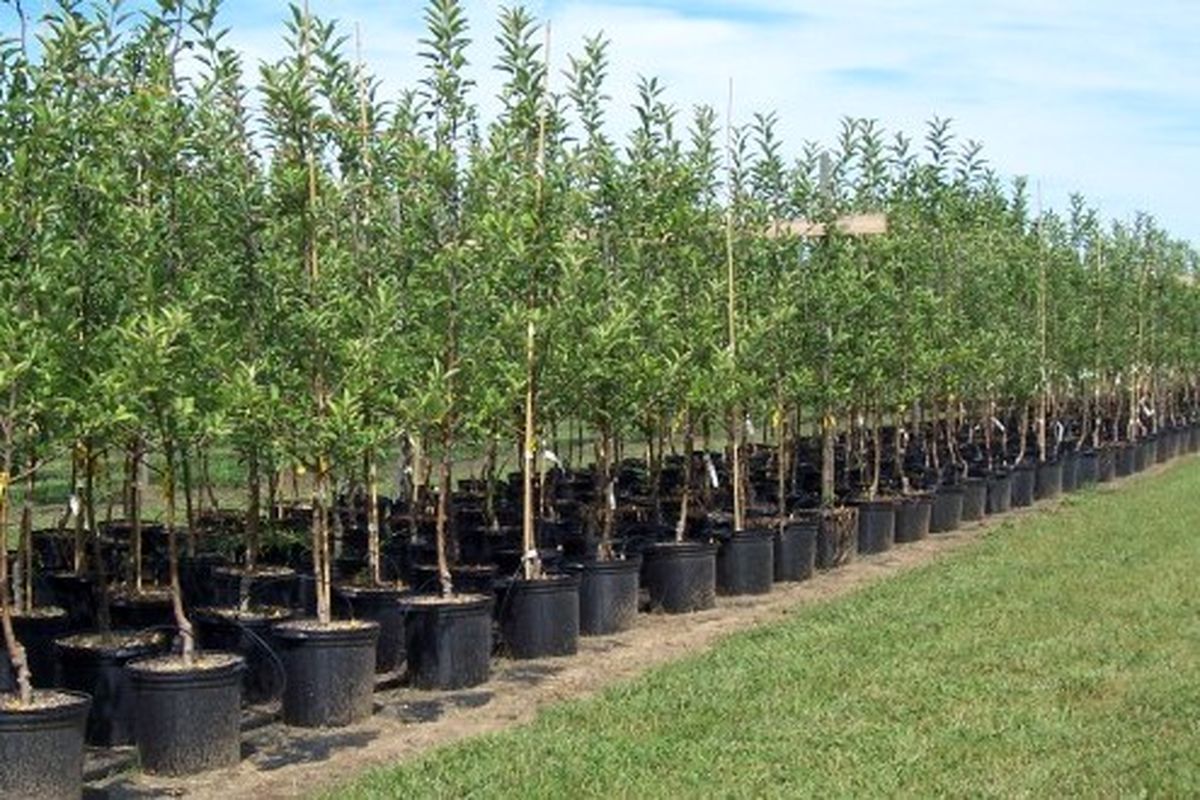 اصفهان- توزیع نهال رایگان