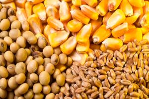 قیمت نهاده ‌های دامی با افزایش ۳۷ درصدی همراه شده است