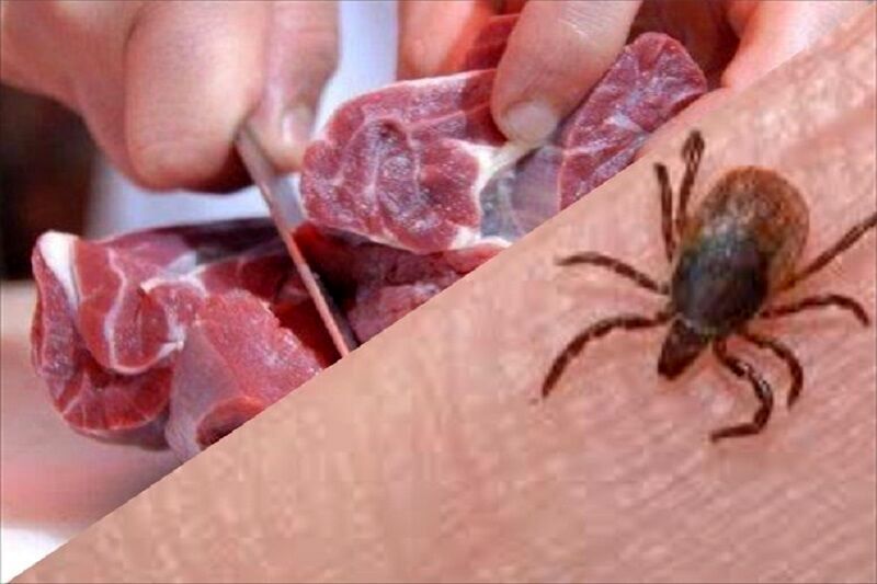 زنگ خطر ابتلا به تب کریمه کنگو به صدا درآمد/ هشدار درباره ذبح دام