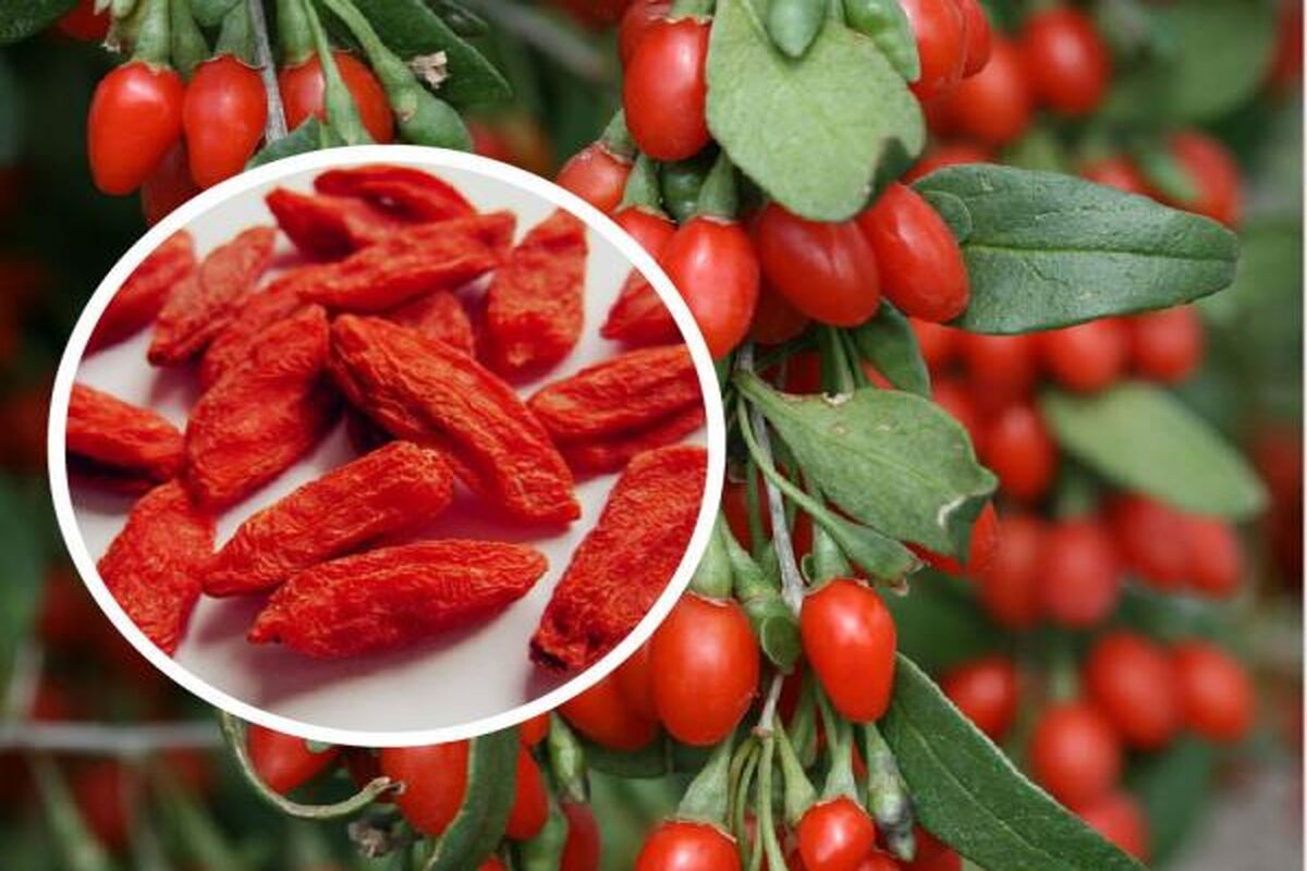 گوجب بری