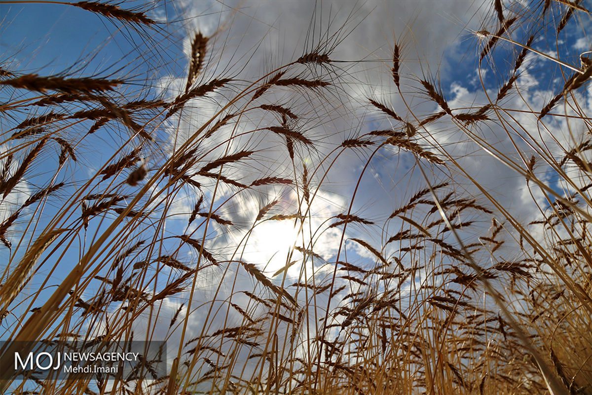 برداشت گندم در شهرستان اهر