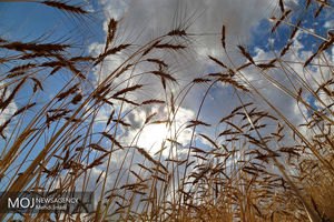 مبارزه با علف های هرز مزارع گندم و جو استان در سطح سه هزار و 389 هکتار 