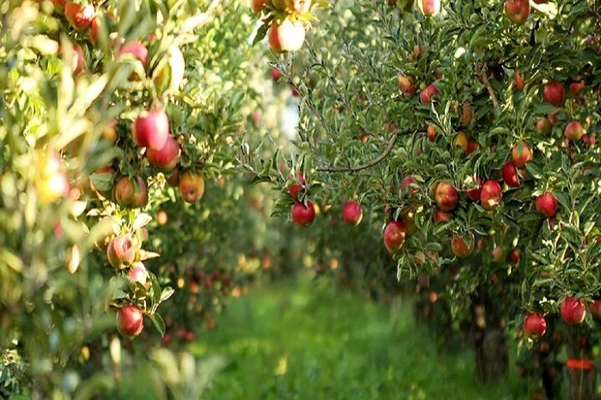 محصولات باغی