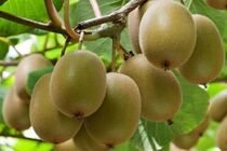 رتبه پنجم تولید کیوی جهان متعلق به ایران است
