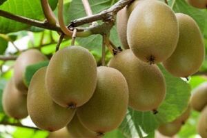 رتبه پنجم تولید کیوی جهان متعلق به ایران است