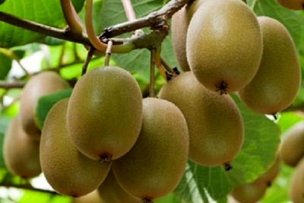 رتبه پنجم تولید کیوی جهان متعلق به ایران است