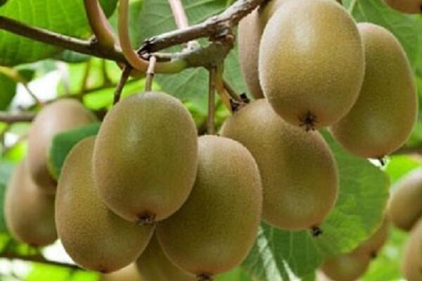 رتبه پنجم تولید کیوی جهان متعلق به ایران است