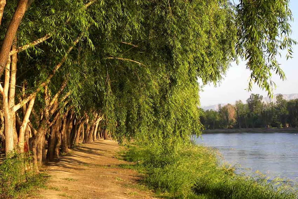ناژوان-8