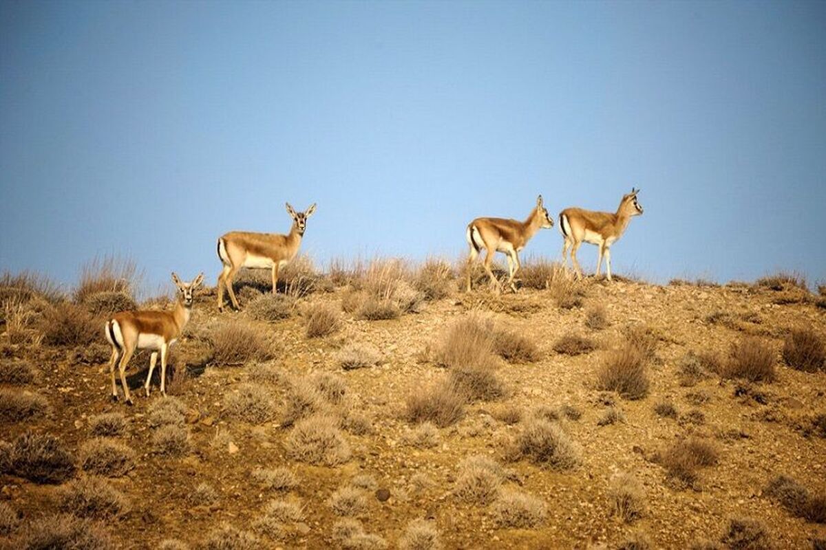 سرشماری پستانداران