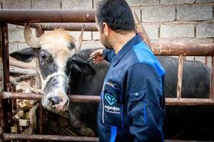 فاز دوم واکسیناسیون تب برفکی با پوشش رایگان روستایی و عشایری آغاز شد