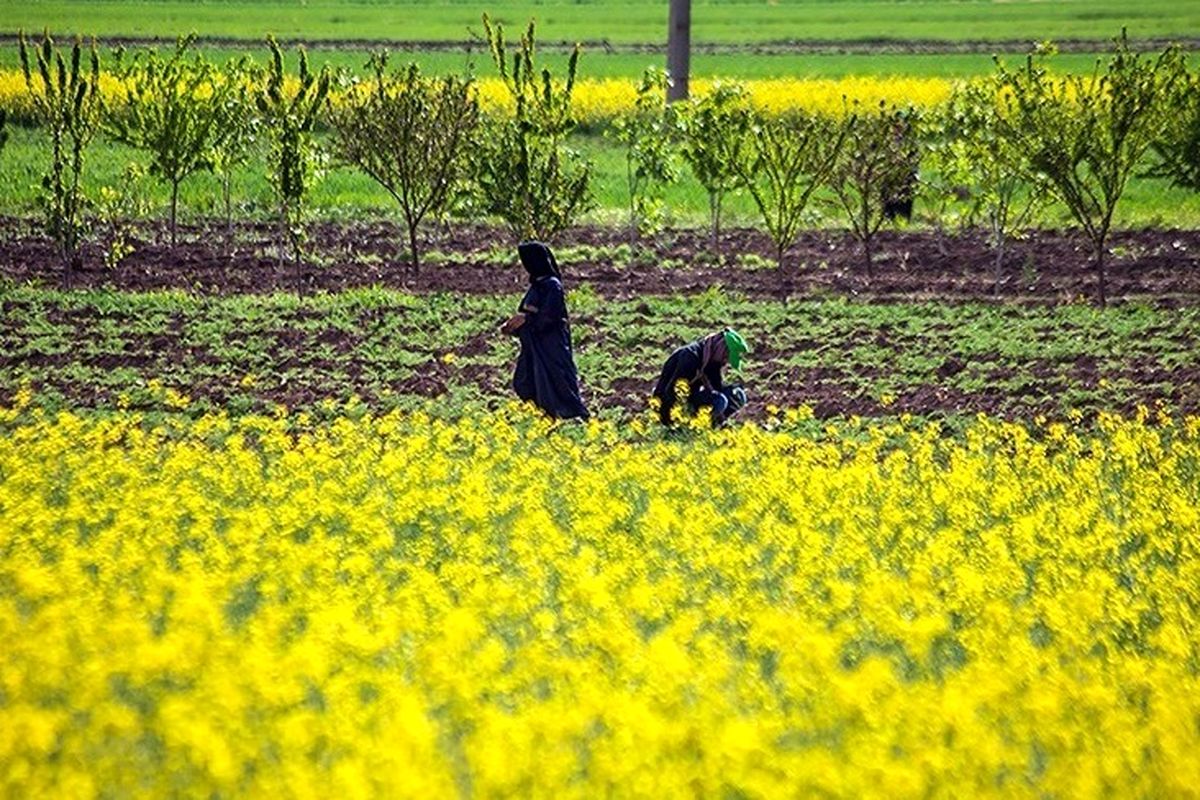 کشت کلزا در کرمانشاه