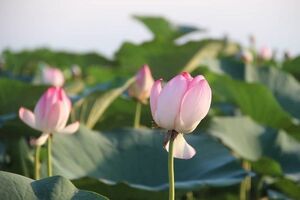 چهارمین جشنواره گلدهی لاله های تالابی در بندرانزلی برگزار شد
