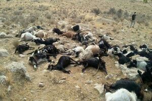 تلف شدن 59 راس دام در اثر برخورد صاعقه در شهرضا