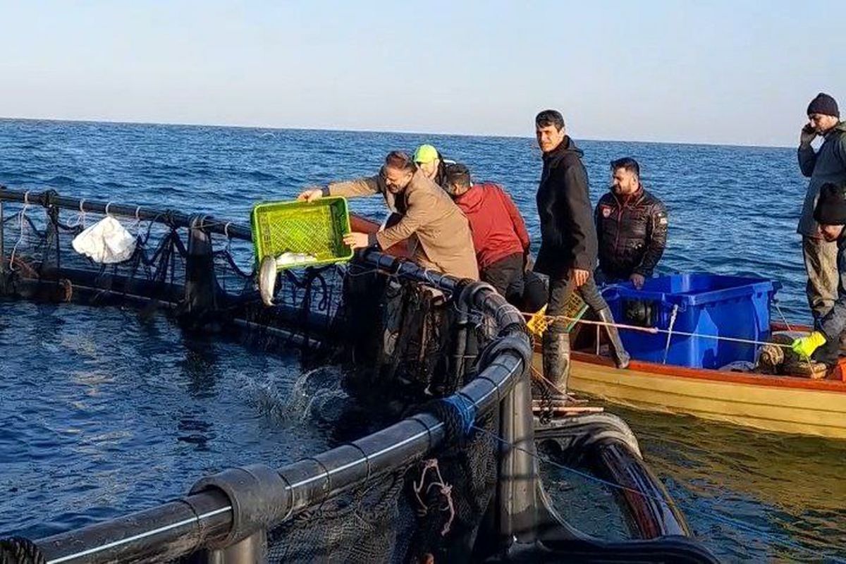 پرورش ماهی در قفس در نوشهر