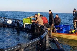 ماهی دار شدن مزرعه پرورش ماهی در نوشهر