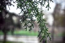 آسمان بارانی در غرب و جنوب استان اصفهان/ امواج ناپایدار ضعیف در راه است