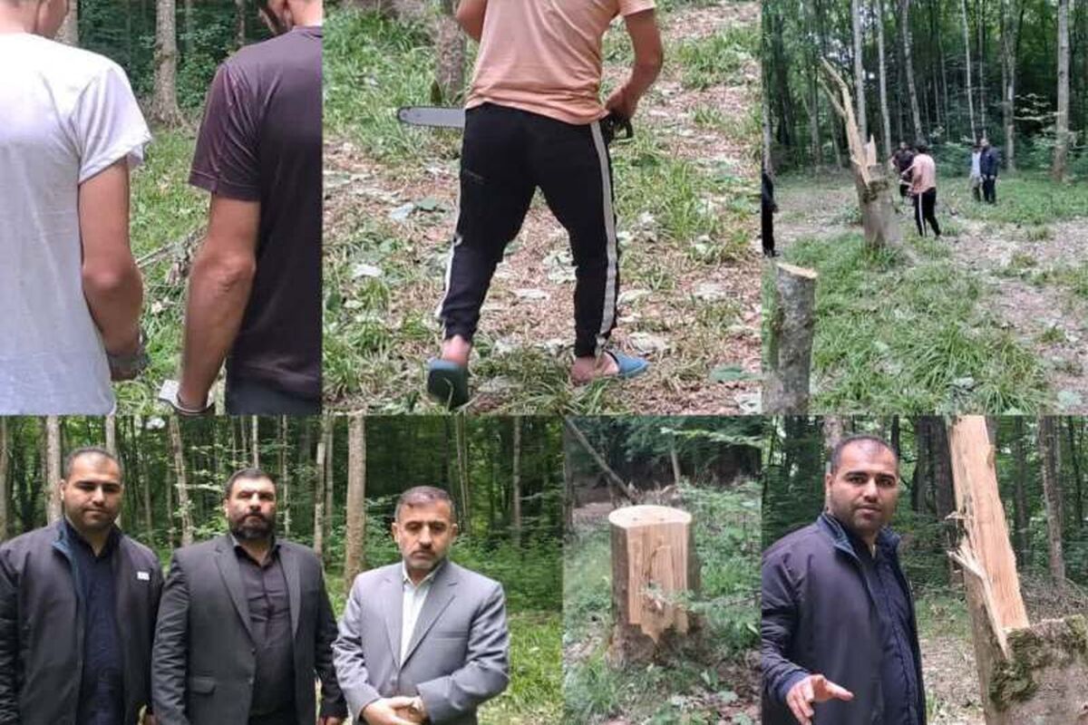 قطع درخت در بهشهر