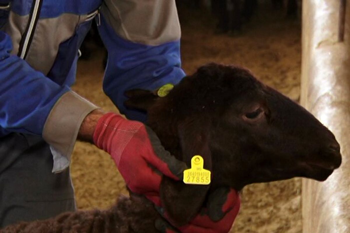 طرح هویت گذاری دام