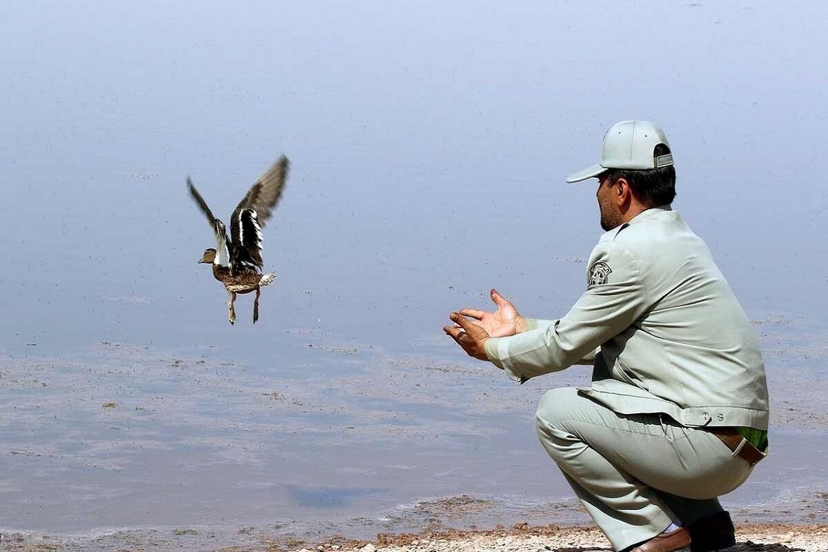رهاسازی پرندگان وحشی