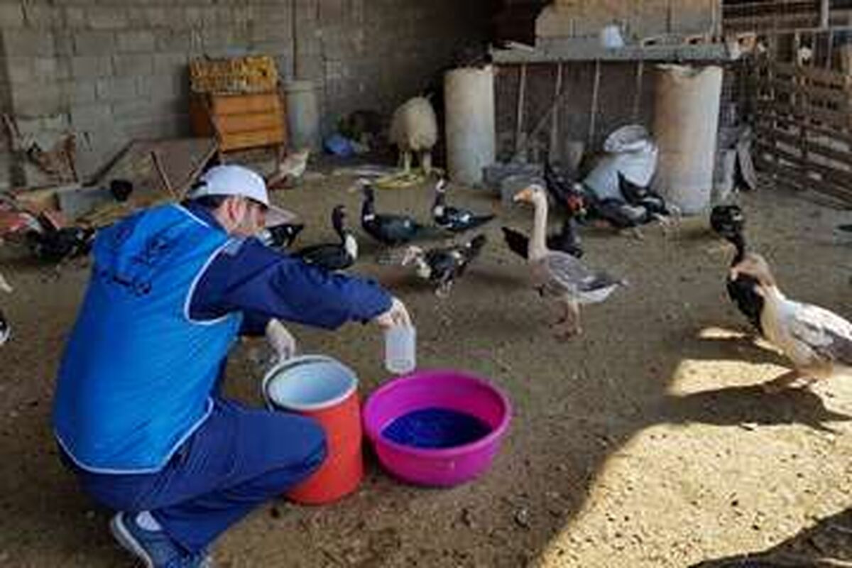 واکسن طیور