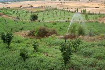 75 هکتار از اراضی زراعی غرب مازندران زیر کشت یونجه می رود