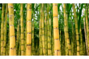 پیش‌بینی برداشت ۶ میلیون و ۵۰۰ هزار تن ساقه نیشکر در استان خوزستان + فیلم