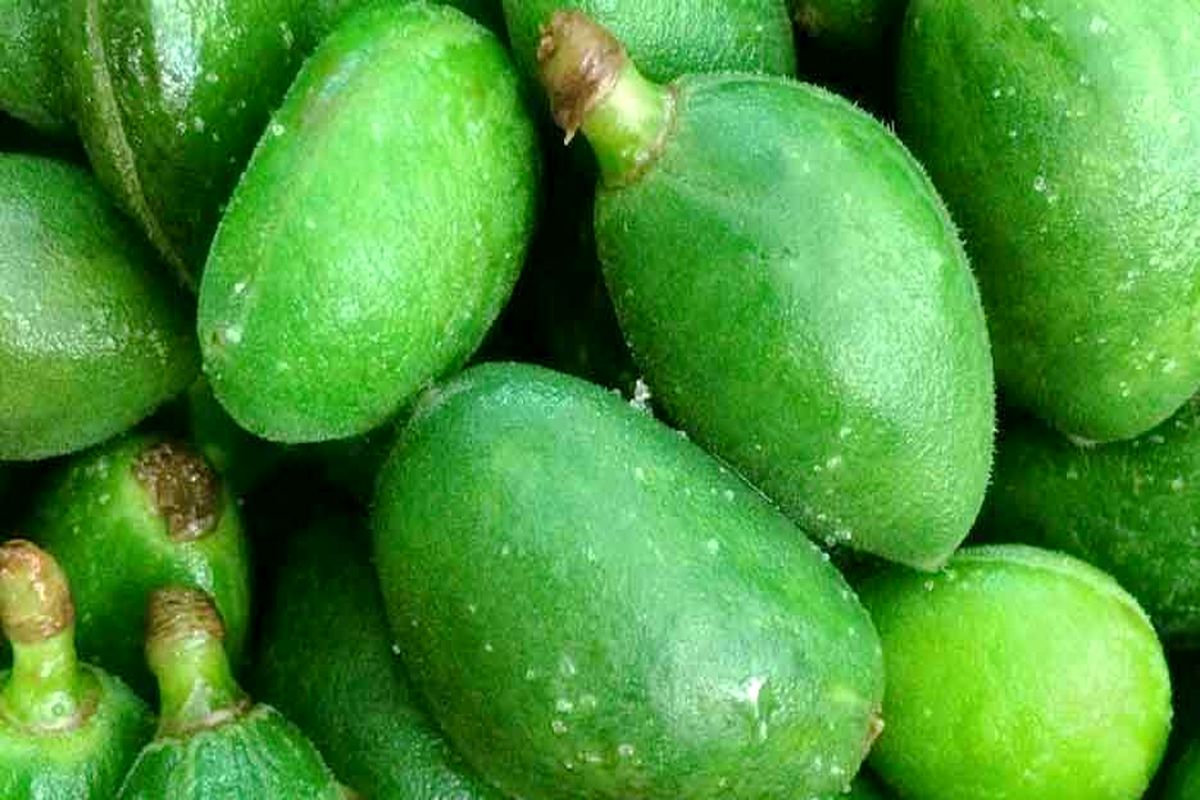 خواص چغاله بادام