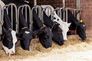 تأخیر در تخصیص ارز مانع حمل نهاده‌ها، بازار سیاه را داغ کرده است