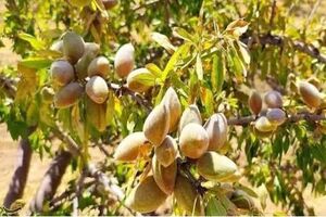 شهرستان بن استان چهارمحال و بختیاری میزبان جشنواره ملی بادام