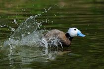 بازگشت اردک‌های سر سفید به تالاب بین‌المللی قوری گل