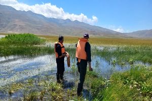 بهبود وضعیت زیستی دریاچه نئور؛ تراکم و تولیدمثل گاماروس افزایش یافت