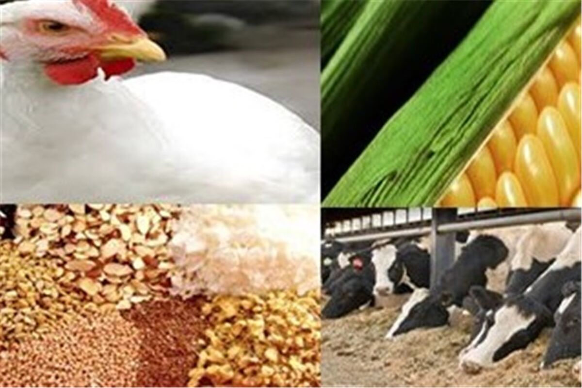 اصفهان- نمایشگاه دام و طیور