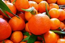 آغاز برداشت نارنگی پیش رس در نکا