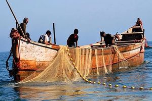 ممنوعیت صید شیر ماهی در هرمزگان 