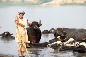 ساخت استخر برای گاومیش‌های خوزستان جهت مقابله با کم آبی