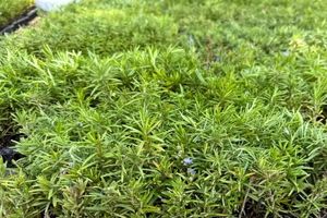 جذب سرمایه‌گذار برای ایجاد بارانداز گیاهان دارویی در هرمزگان در حال پیگیری است