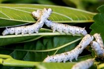 رونق نوغانداری در سوادکوه شمالی با آموزش های ترویجی 