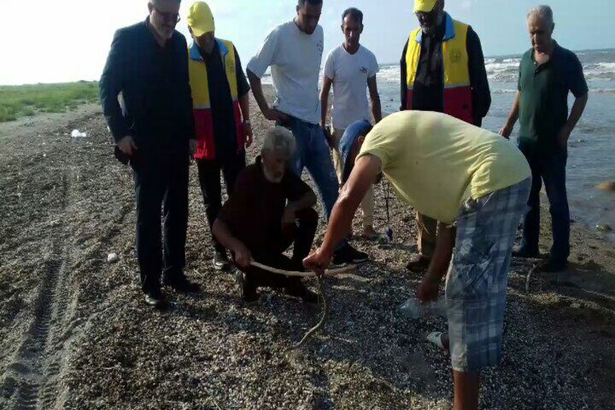 مارها در رادیو  دریای چالوس