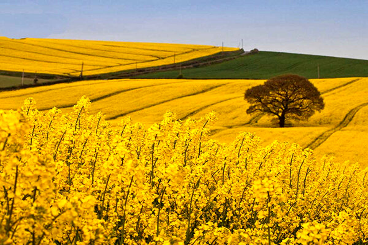 کلزا دهلران