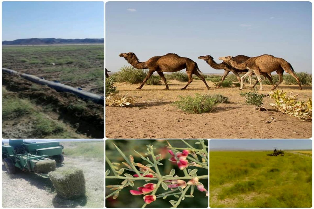 طرح توسعه پرورش شتر در شرق کشور