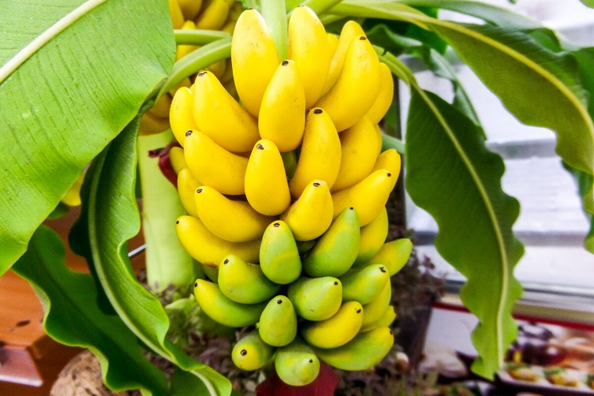 موز