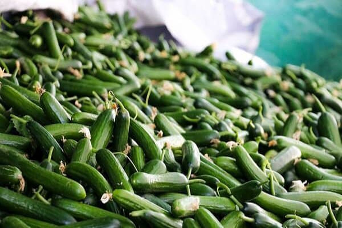 ممنوعیت کشت صیفی جات