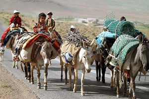  کوچ عشایر به مراتع هرمزگان آغاز شد