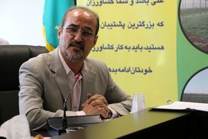 300 تن مرغ در جهت حمایت از تولیدکنندگان در قم، خرید تضمینی شد