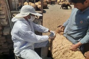 پایان فاز دوم واکسیناسیون بر علیه بیماری تب برفکی در شهرستان هندیجان