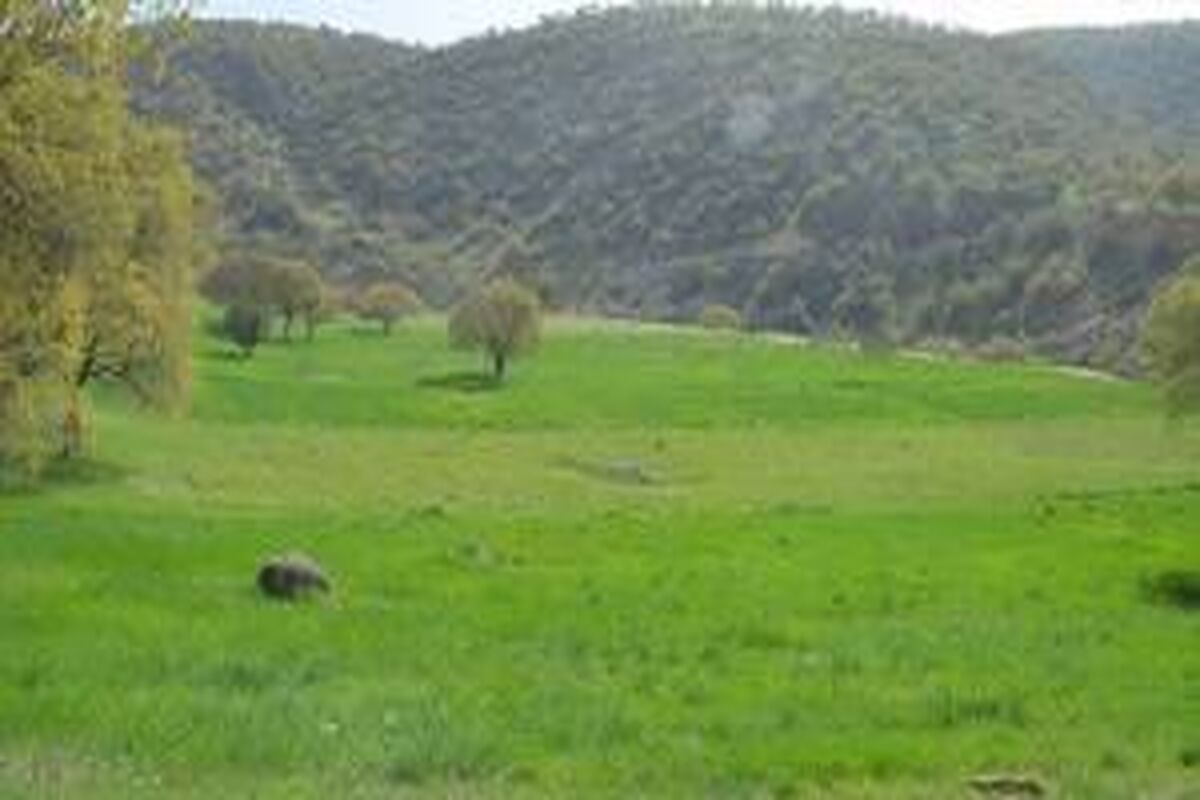 پارک جنگلی